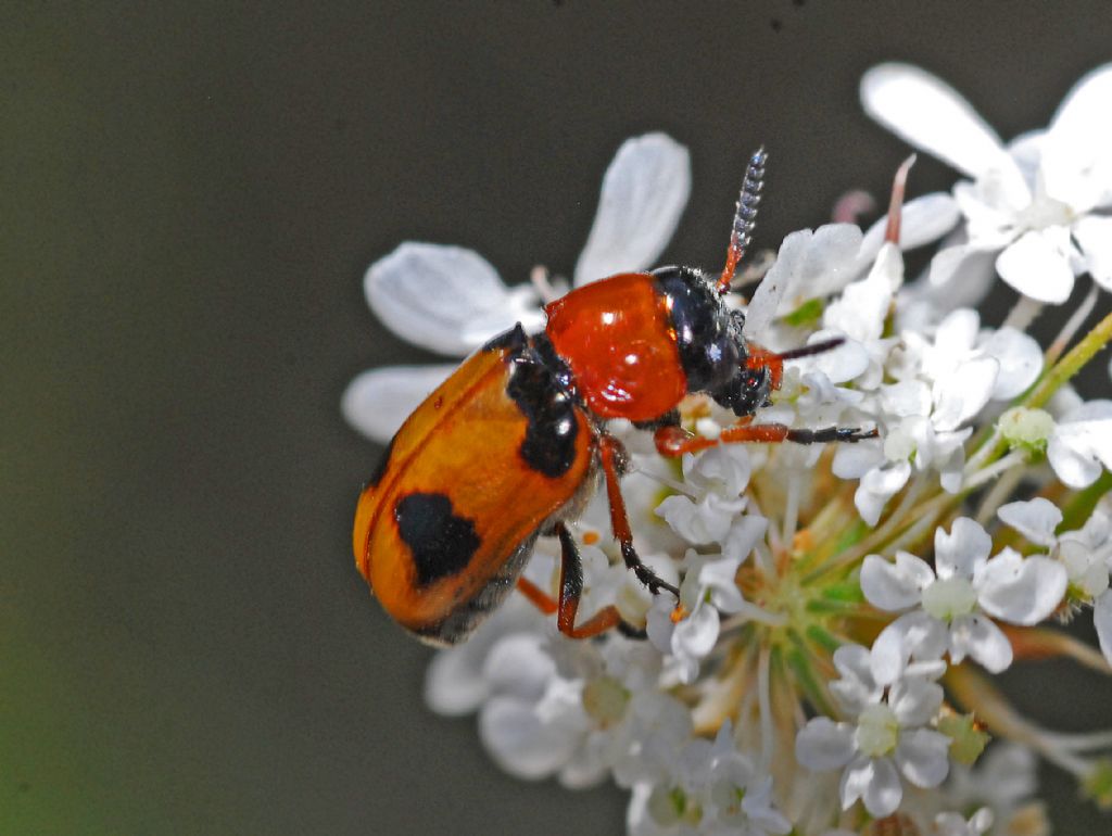 Chrysomelidae: Coptocephala unifasciata, maschio